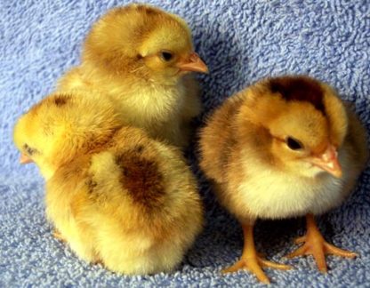 Black Breasted Red Cubalaya Bantam Chicks