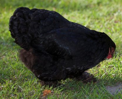 Black Cochin Bantam