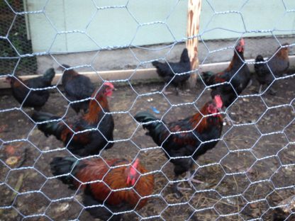 French Black Copper Marans Chickens