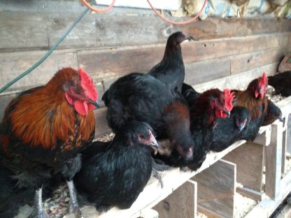 French Black Copper Marans Chickens