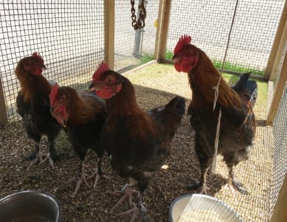 French Black Copper Marans Chickens