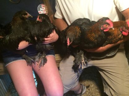 French Black Copper Marans Chicken