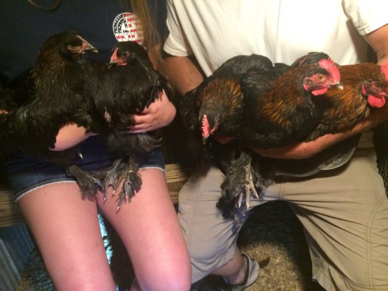 French Black Copper Marans Chicken