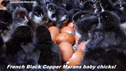 French Black Copper Marans Chicken