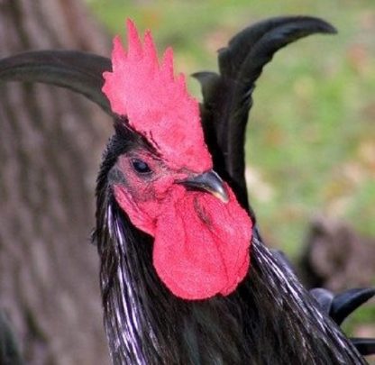 Black Jersey Giant Chicken