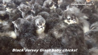 Black Jersey Giant Chickens