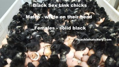 Black Sex Link Chicks for Sale