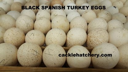 Black Spanish Turkeys Eggs