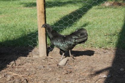 Baby Black Sumatra For Sale