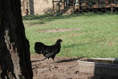 Black Sumatra Chicken-3528