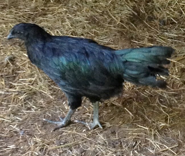 3 1 Black Sumatra Chicken Hatching Eggs 4 ur incubator Fertile rare breed 