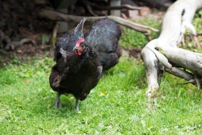 Black Australorp Hen Chickens