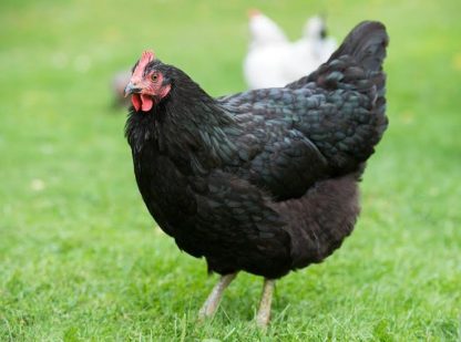Black Australorp Hen Chicken