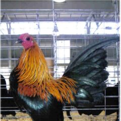 Brown Red Old English Game Bantam Chicken Rooster