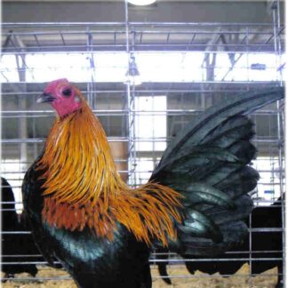 Brown Red Old English Game Bantam Chicken Rooster