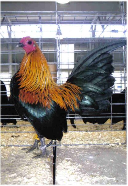 Brown Red Old English Game Bantam Chicken Rooster