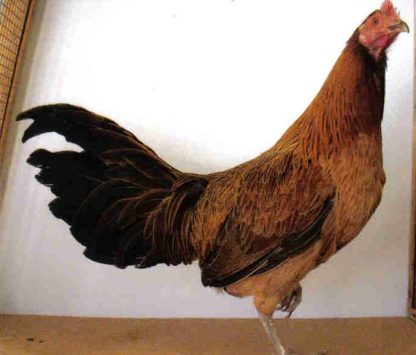 Black Breasted Red Standard Phoenix Chicken Hen