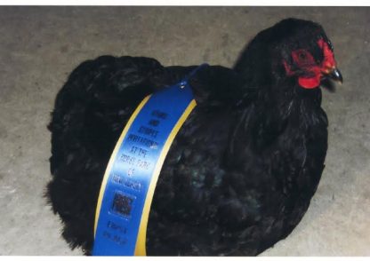 Black Cochin Bantam Chicken