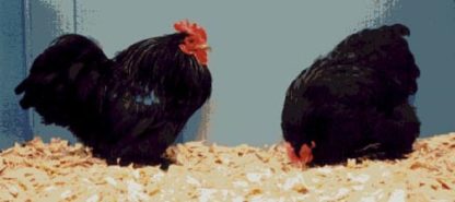 Black Cochin Bantams