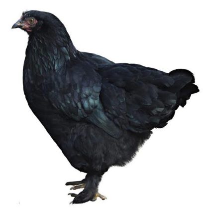 Black Marans Pullet Chicken