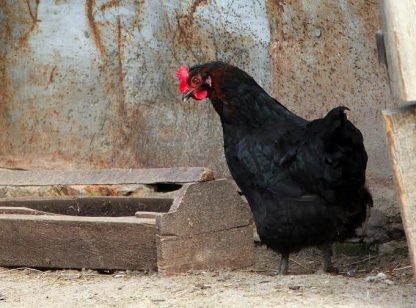 Black Sex Link Hen Chicken