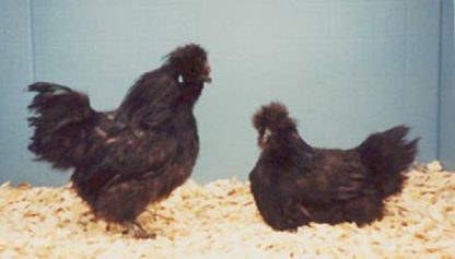 Black Silkie Bantams