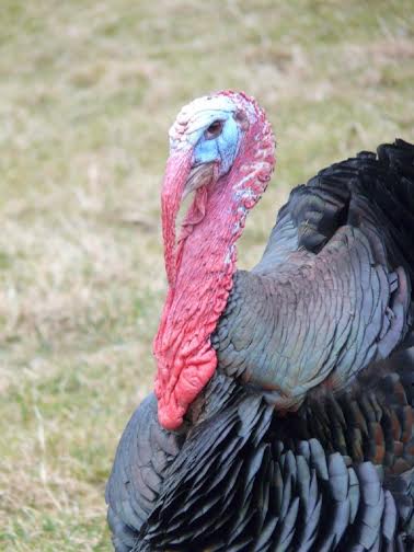 Head Shot of Black Spanish Turkey Breed