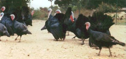 Flock of Black Spanish Turkeys