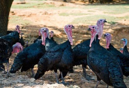 Black Spanish Turkeys