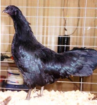 Black Sumatra Chicken Hen