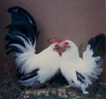 Black Tailed White Japanese Bantams