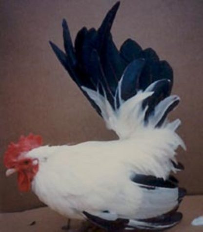 Black Tailed White Japanese Bantam