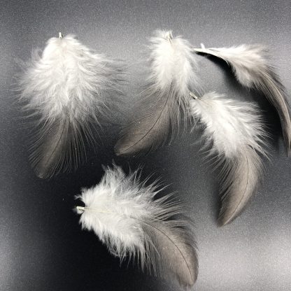 Blue Cochin Bantam Feathers