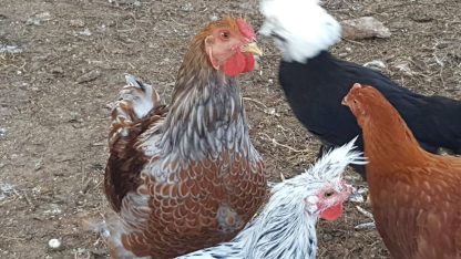 blue laced red wyandotte silver spitz