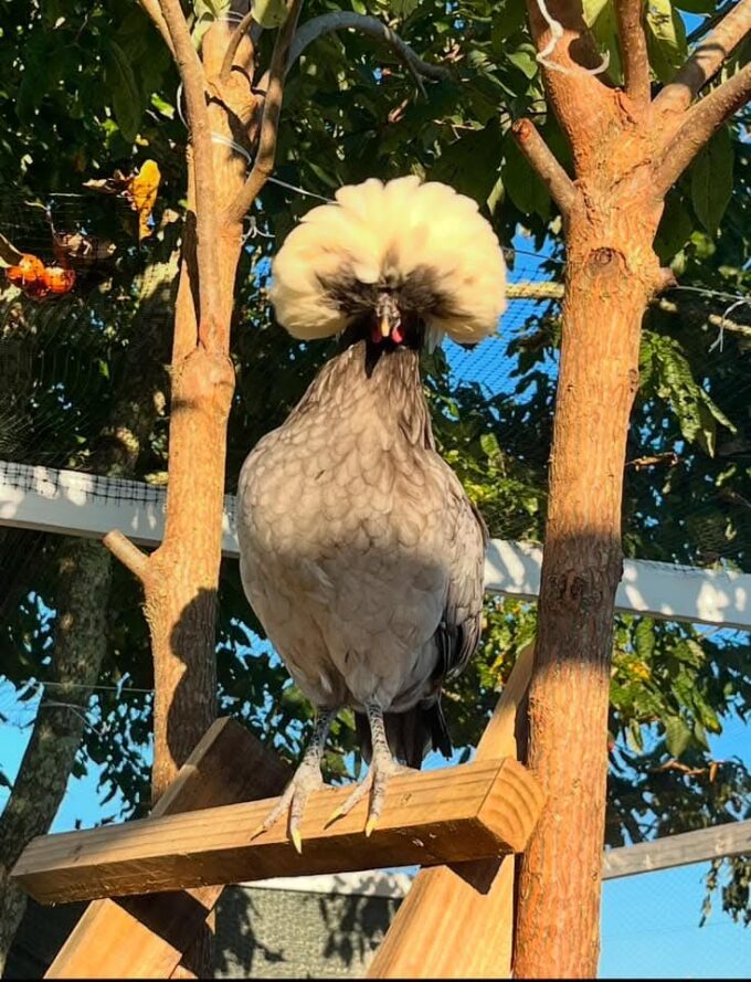 Blue Polish Chicken - Image 45