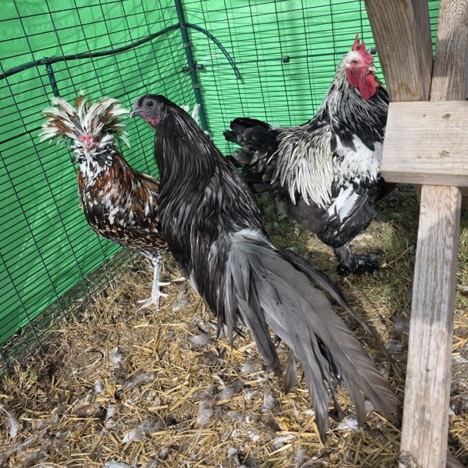 Blue Sumatra Chicken - Image 36