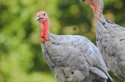 Blue Slate Turkey