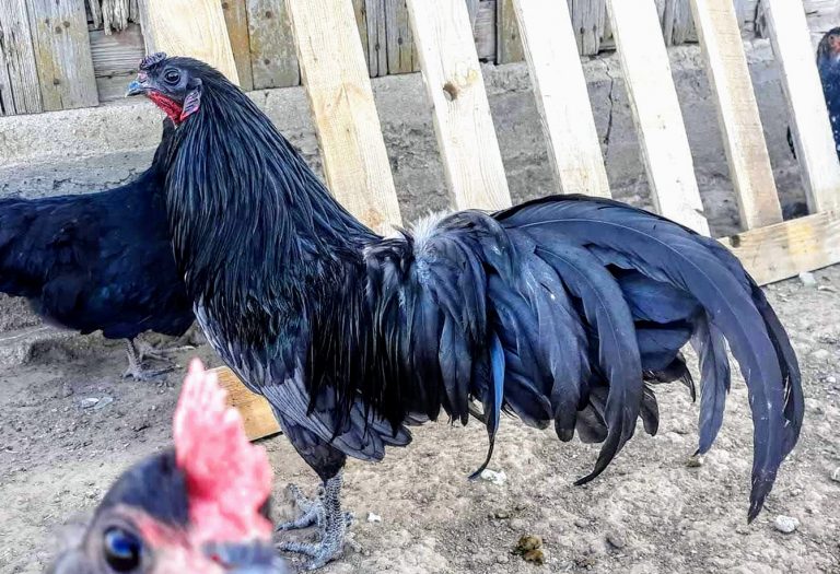 Blue Sumatra Chicken