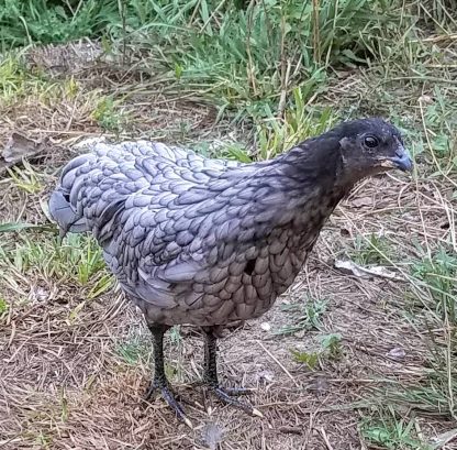 Blue Sumatra Chicken