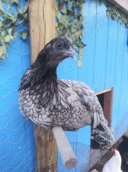 Blue Sumatra Chicken