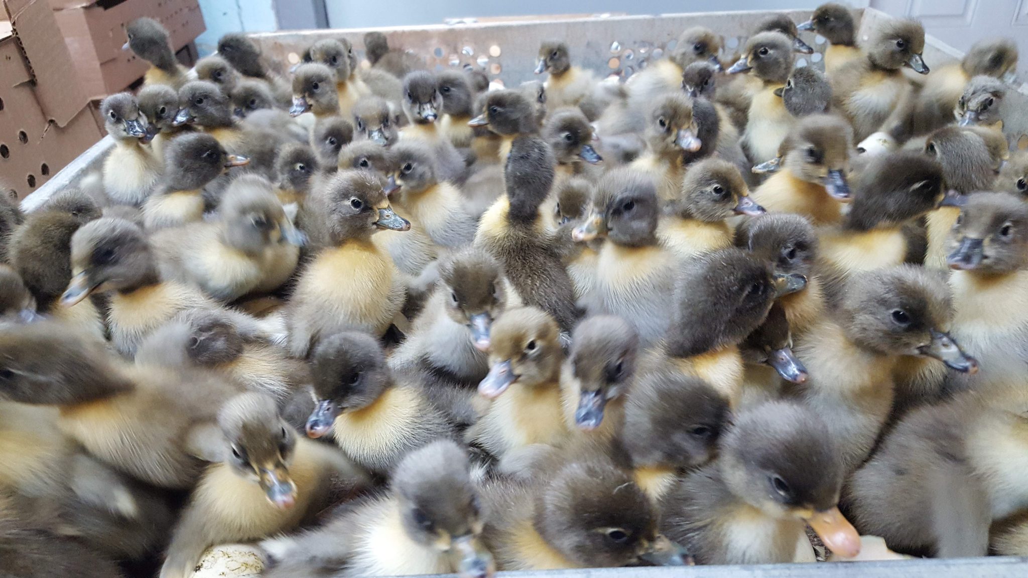 Blue Swedish Ducks Ducklings for Sale Cackle Hatchery®