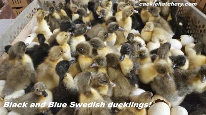 Black Swedish Ducklings