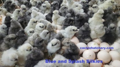 Blue Silkie Bantam Chicken