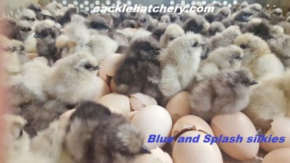 Blue Silkie Bantam Chicken