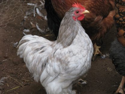 Blue Cochin Bantam Chicken