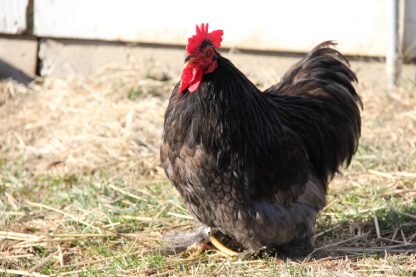 Blue Cochin Bantam Chicken