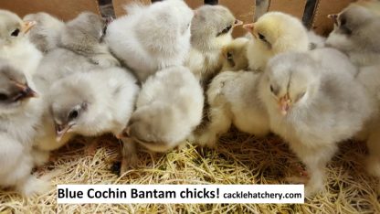 Blue Cochin Bantam Chicken