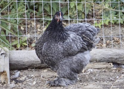 Blue Cochin Standard Chicken Photo By Jimmy Phosaly