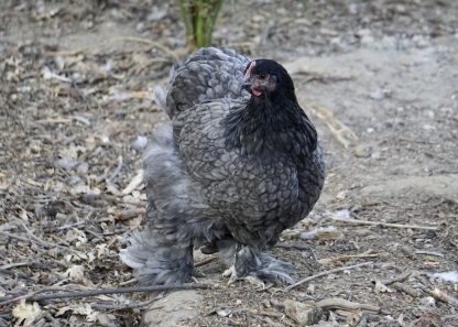 Blue Cochin Standard Chicken Photo By Jimmy Phosaly