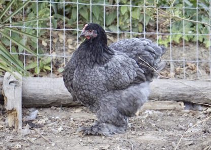 Blue Cochin Standard Chicken Photo By Jimmy Phosaly